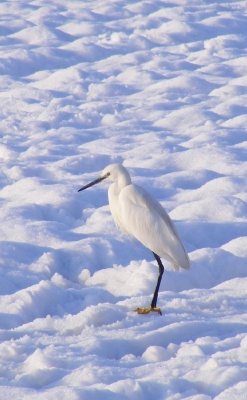 Airone alla Gabana di Abbiategrasso: photo by Antonio Franco