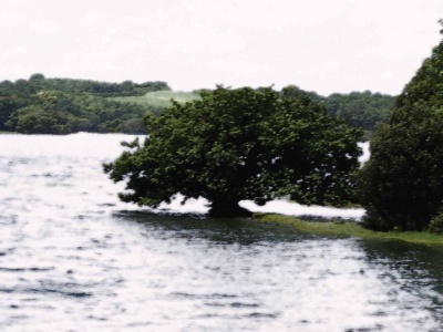 Albero sul lago di Dennec in Bretagna: photo by Antonio Franco