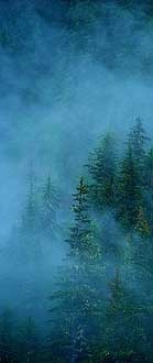 Misty Fjord - photo by Thad Roan. Particolare