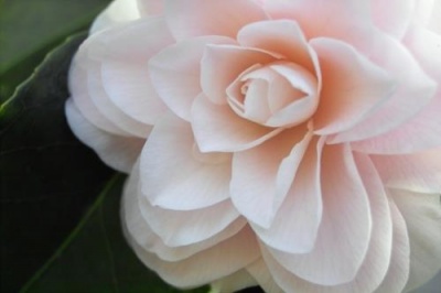 Fiore di camelia