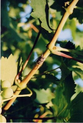 Cicala