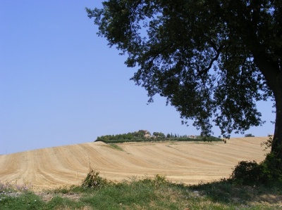 Collina verso Potenza Picena