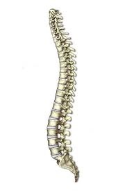Colonna vertebrale.