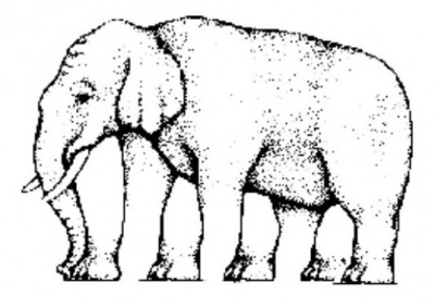 Quante zampe ha l'elefante?