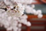 fiori_di_ciliegio