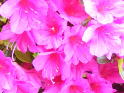 Fiori sul lago d'Orta: photo by Antonio Franco