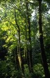 Foresta
