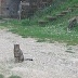 gatto di Scaramuccia