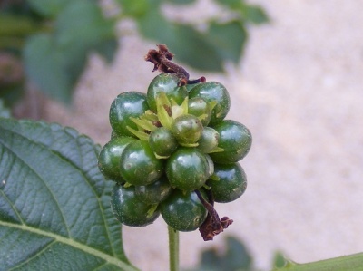 Orto Botanico di Catania: photo by Antonio Franco