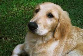 Golden  retriver